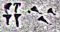 Cuneiform sign FTCuneiform07388o.jpg