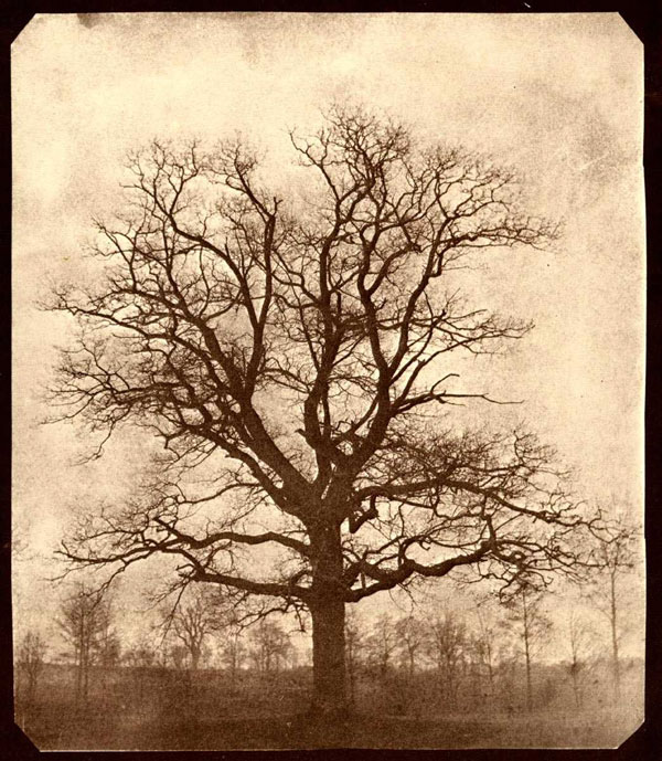 Creepy Oak Tree