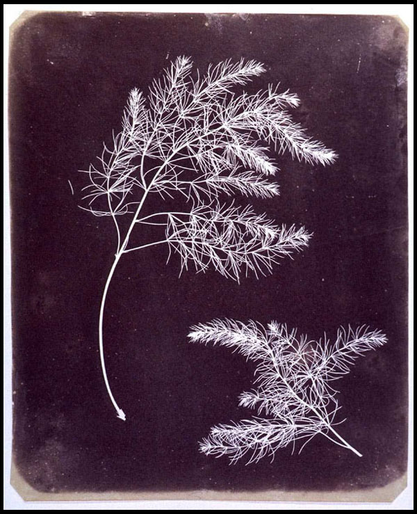Two delicate plant fronds